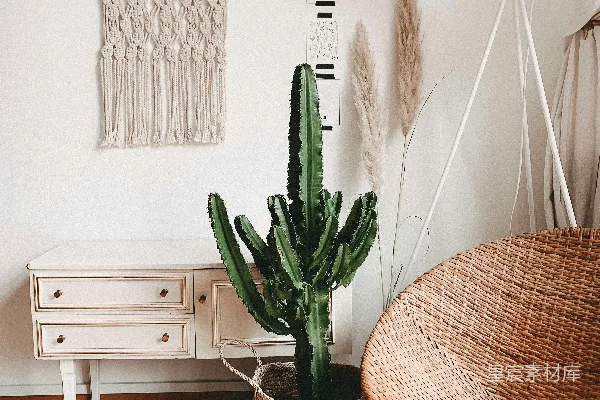 高清摄影 室内的绿色仙人掌植物