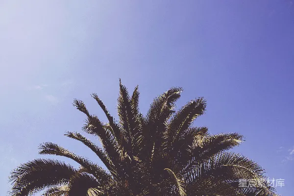 蓝天下 coconut 树