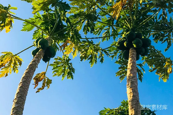 高清摄影 几棵并排站立的大棕榈树