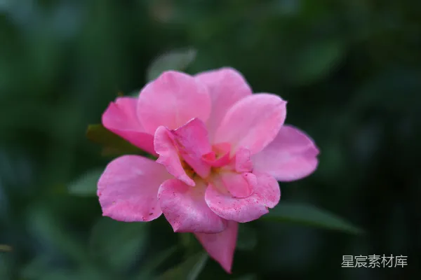 高清摄影 背景中一朵粉红色的花，绿色的叶子。