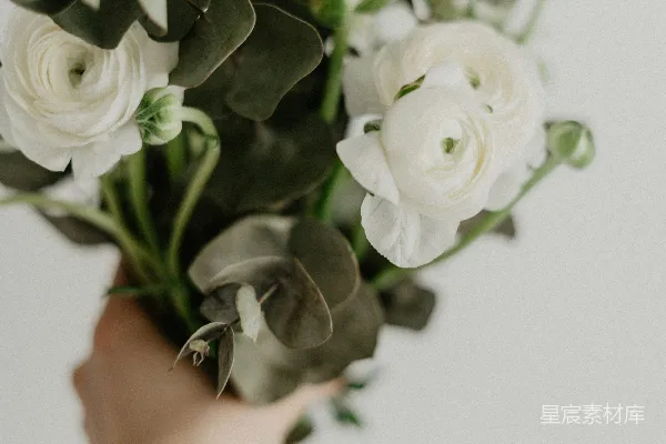 高清摄影 手持白玫瑰的个人带有绿色叶子