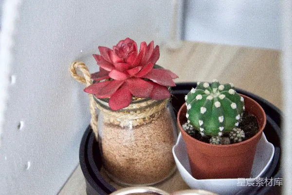 高清摄影 红色和绿色的仙人掌植物放在棕色的花盆里