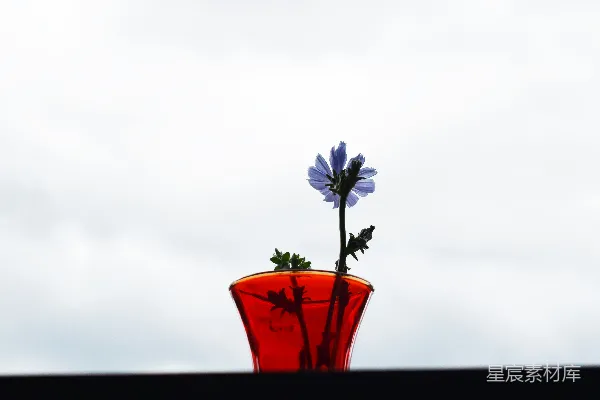 高清摄影 红陶花瓶中紫色的花朵