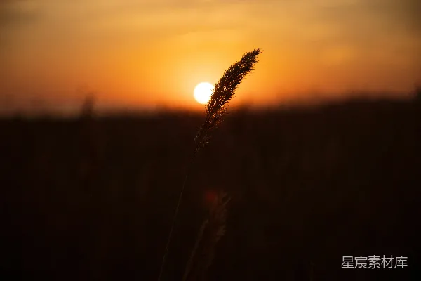 高清摄影 夕阳西下，一片茂密的草地上。