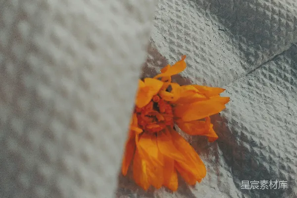 高清摄影 一朵橙色的花静静地躺在白色毯子上