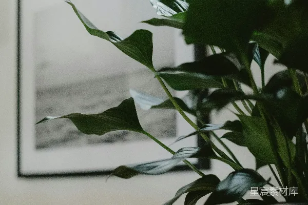 高清摄影 花盆里的植物