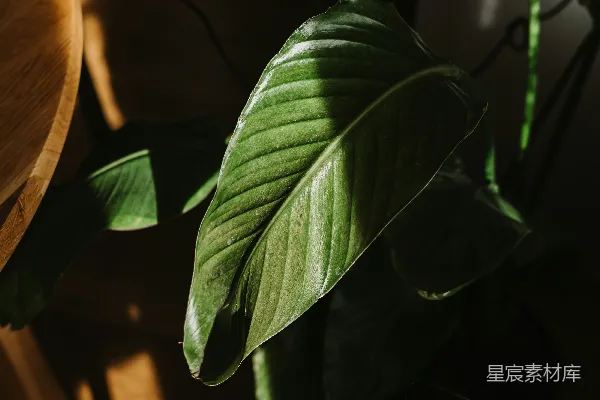 高清摄影 一棵绿色植物坐在一张木制的椅子上