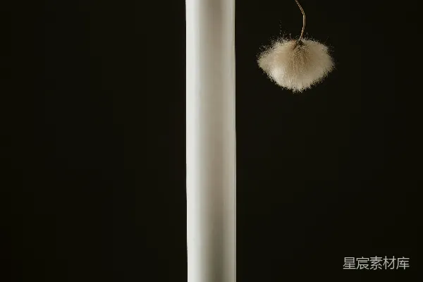 高清摄影 一只白花瓶里有一些白色的花朵