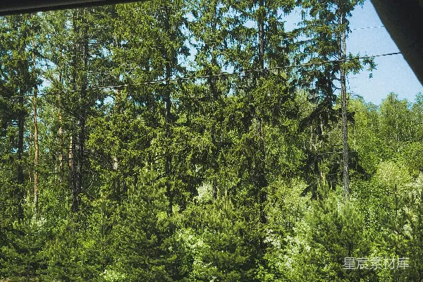 高清摄影 车窗前眺望一片森林