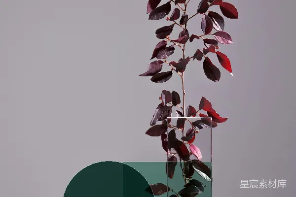 高清摄影 透明玻璃花瓶中紫色的叶子摆在桌子上