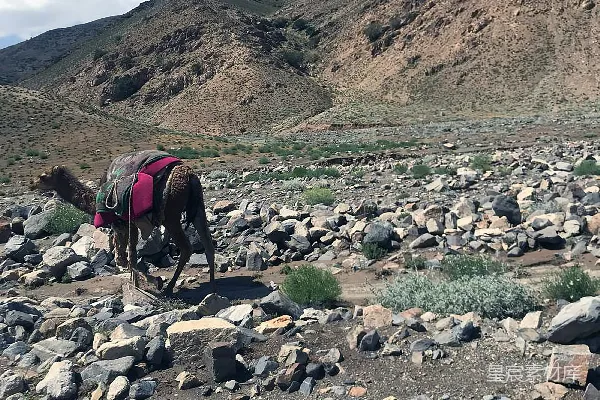 高清摄影 背着背包的马走在崎岖的小道上