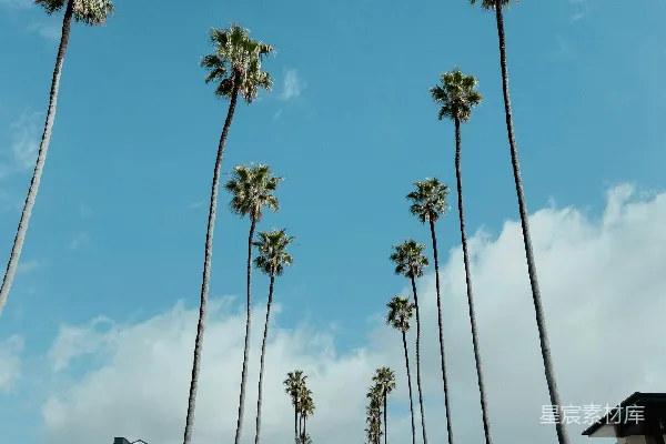高清摄影 阳光明媚的一天，一条夹道种满棕榈树的街道。