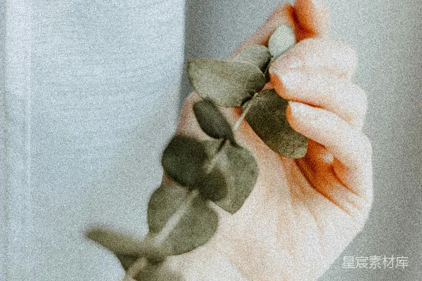 高清摄影 手持绿色叶子植物的人