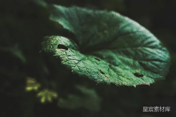 高清摄影 聚焦于绿叶的焦点