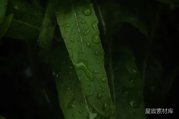 高清摄影 带有水珠的绿色植物