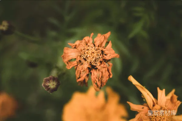 倾斜式镜头下的橙花