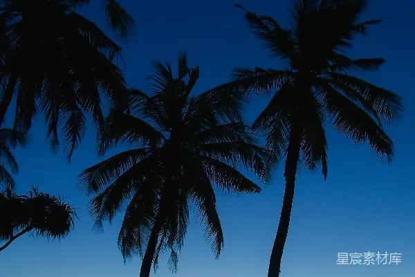 高清摄影 棕榈树下站立的人的轮廓
