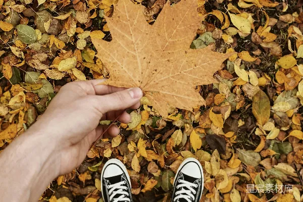 高清摄影 一个人的手放在一堆落叶上