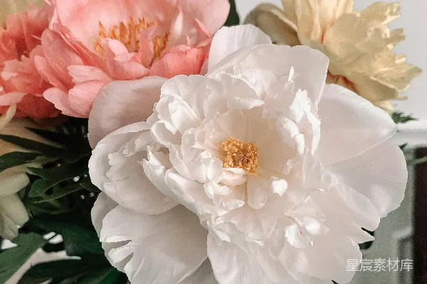 高清摄影 一束花