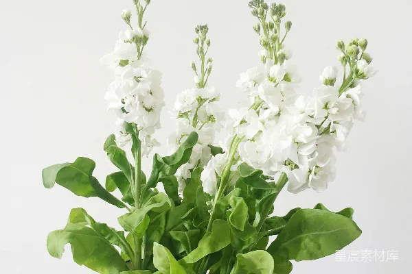 高清摄影 白色花瓣的花插在白色花瓶中