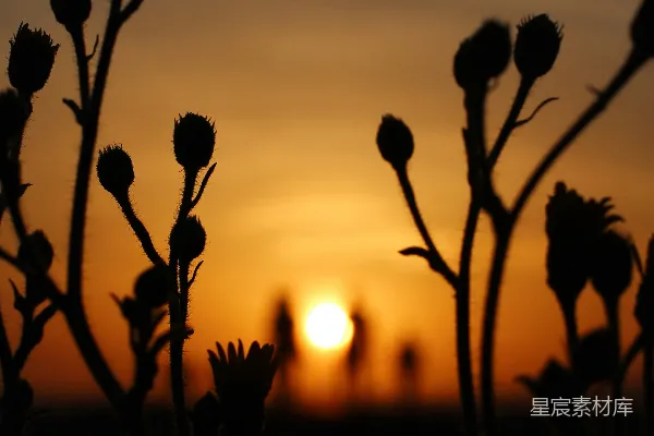 高清摄影 夕阳下的花影