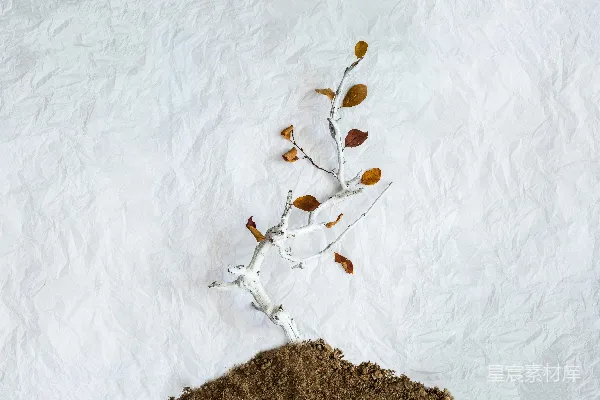 高清摄影 棕色叶片植物的照片放在土壤上