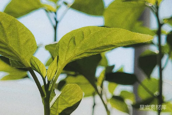 高清摄影 一株植物的特写，叶片为绿色。
