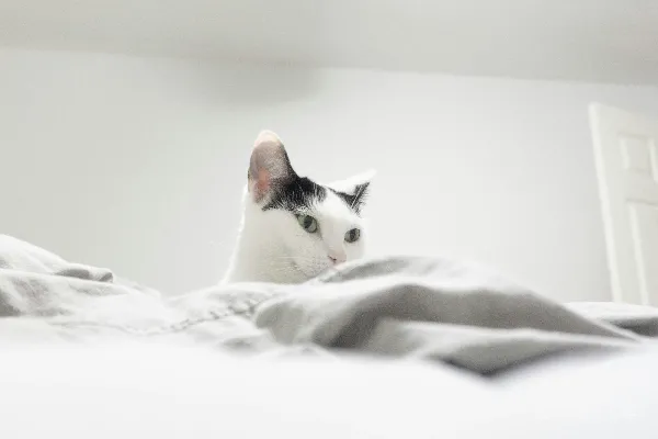 高清摄影 一只黑白相间的猫坐在一张床顶上。
