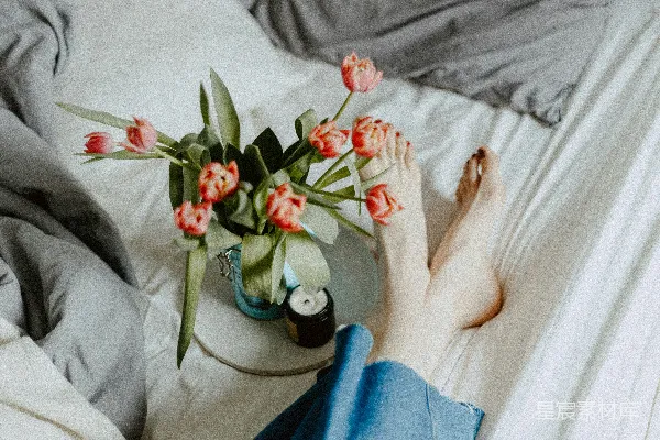 高清摄影 粉红郁金香花