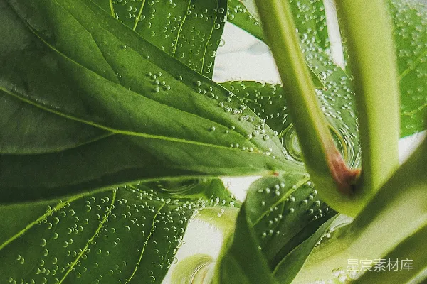 高清摄影 绿色植物的特写