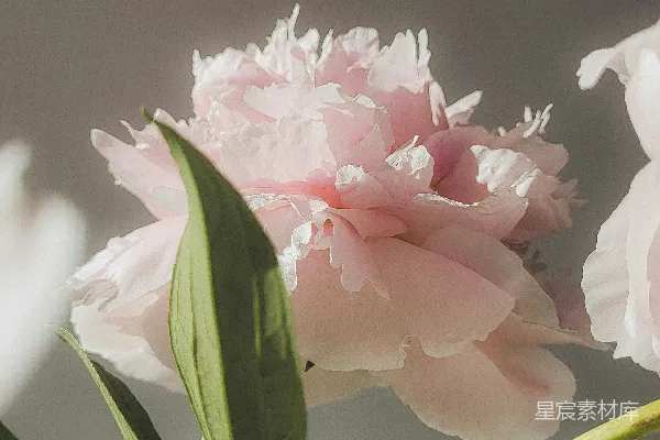 高清摄影 一朵粉红色的花朵特写，配以绿色的叶子。