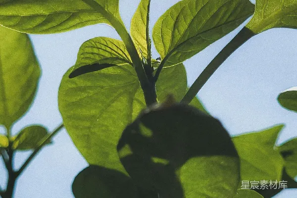 高清摄影 背景中有阳光，一棵叶茂的植物的特写。