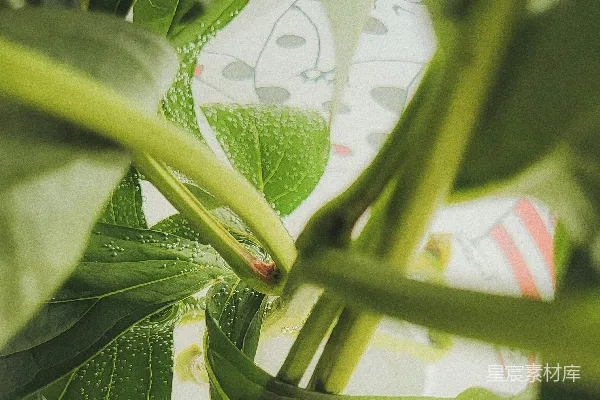 高清摄影 带有红色和白色条纹物体的一株绿色植物