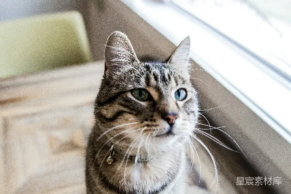 高清摄影 宠物猫坐在桌子上