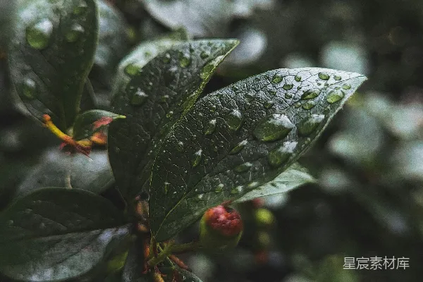 高清摄影 一张叶片的特写照片