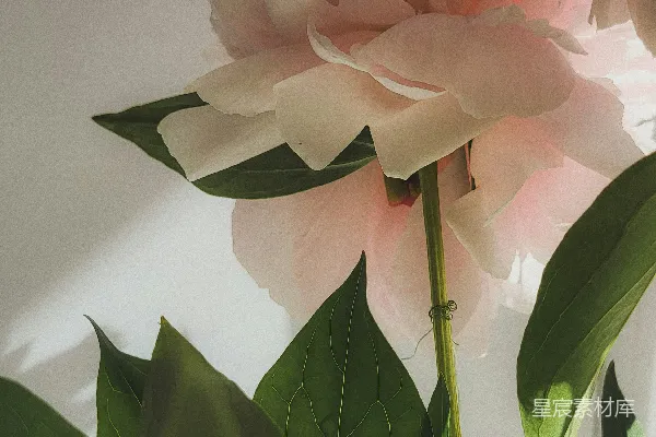 高清摄影 一束花