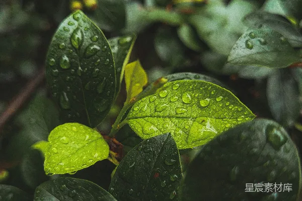 高清摄影 一片树叶上的蝴蝶群