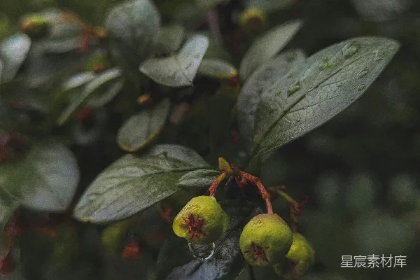 高清摄影 一株植物的特写镜头