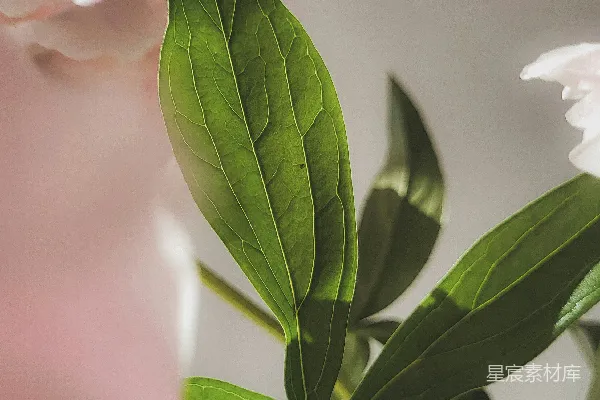 高清摄影 一 vase 装满了粉红色的花朵和绿色的叶子