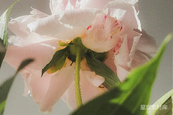 高清摄影 一朵大粉红色的花坐在绿色植物的顶部。