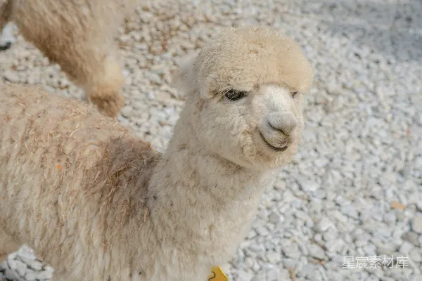 高清摄影 两只 llama 紧挨着站立着