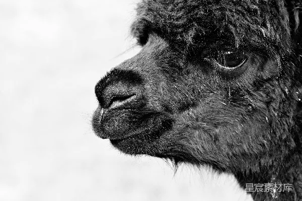 高清摄影 黑 llama