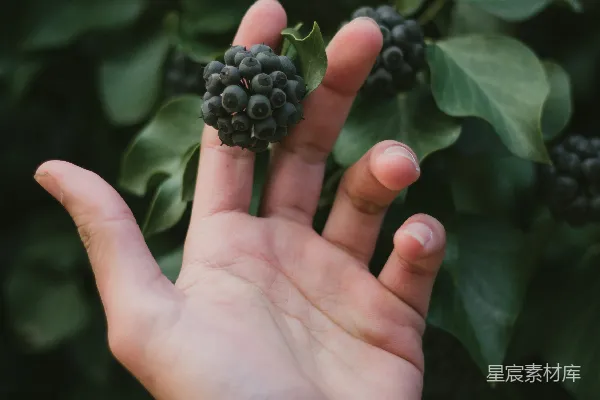 高清摄影 手持绿色水果的人