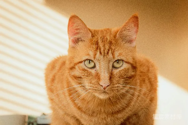 高清摄影 橙色条纹猫卧于白色纺织品上