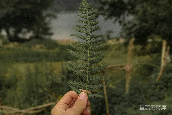高清摄影 一只手拿着一个小松树
