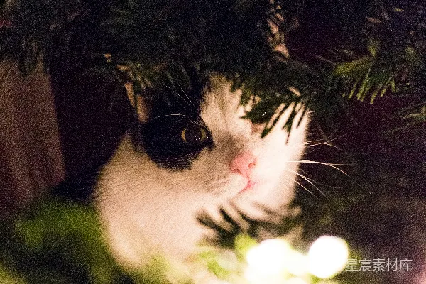 高清摄影 绿色植物遍布黑白小猫之间