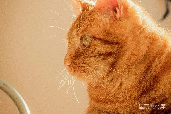 高清摄影 橘色条纹猫卧于褐色纺织品上