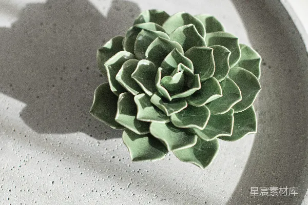 高清摄影 绿色的 Succulent 植物置于白色陶瓷盘中