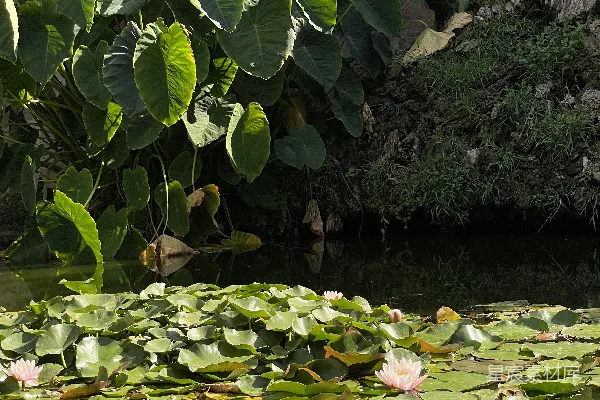 高清摄影 满是水生植物的池塘