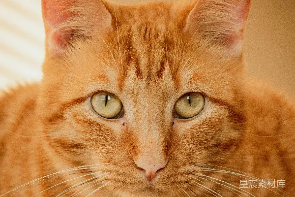 高清摄影 橙色花斑猫坐在白色纺织品上